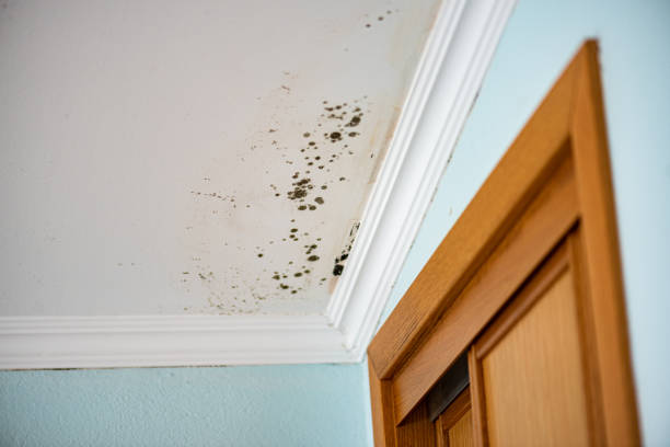 Best Industrial Mold Remediation in Hastings On Hudson, NY