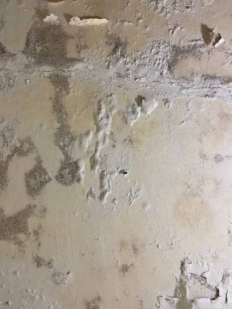 Best Post-Flood Mold Remediation in Hastings On Hudson, NY