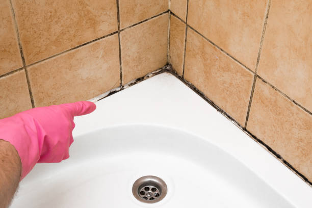 Best Mold Testing and Inspection Services in Hastings On Hudson, NY
